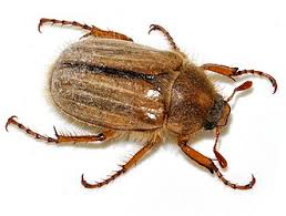 Attēlu rezultāti vaicājumam “Amphimallon solstitiale imago”