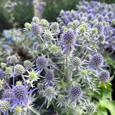 Image result for Eryngium `Blue Hobbit`