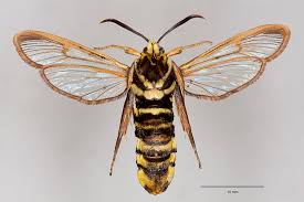 Attēlu rezultāti vaicājumam “Sesia apiformis”