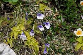 Attēlu rezultāti vaicājumam “Pinguicula vulgaris”