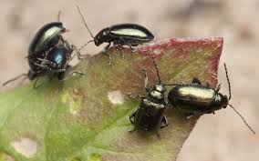 Attēlu rezultāti vaicājumam “Altica sp.”