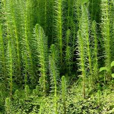 Attēlu rezultāti vaicājumam “Hippuris vulgaris”