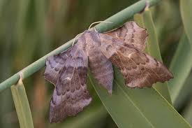 Attēlu rezultāti vaicājumam “Laothoe populi imago”