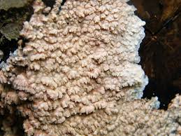 Attēlu rezultāti vaicājumam “Phlebia rufa”