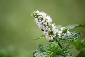 Attēlu rezultāti vaicājumam “Mentha arvensis leaf”