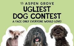Image result for ugliest dog