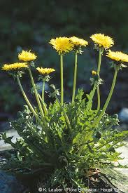 Attēlu rezultāti vaicājumam “Taraxacum officinale aggr. fruit”
