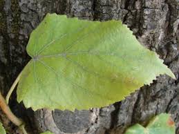 Attēlu rezultāti vaicājumam “Tilia platyphyllos subsp. cordifolia”