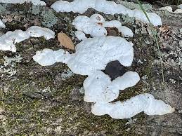 Attēlu rezultāti vaicājumam “Amaurochaete atra young”