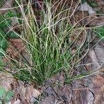 Attēlu rezultāti vaicājumam “Nardus stricta fruit”