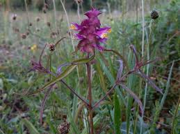 Attēlu rezultāti vaicājumam “Melampyrum cristatum”