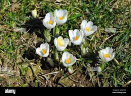 Attēlu rezultāti vaicājumam “Crocus vernus subsp. vernus”