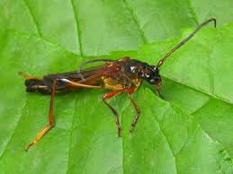 Attēlu rezultāti vaicājumam “Necydalis major”