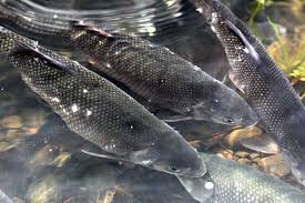 Image result for Mylopharodon conocephalus