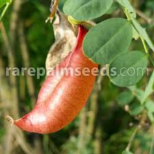 Image result for Colutea arborescens