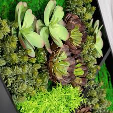 Attēlu rezultāti vaicājumam “Sedum album leaf”