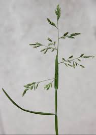 Attēlu rezultāti vaicājumam “Poa compressa”