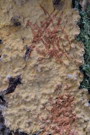 Attēlu rezultāti vaicājumam “Stereum rugosum”