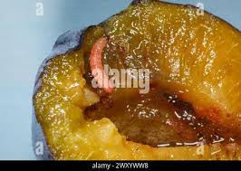 Attēlu rezultāti vaicājumam “Grapholita funebrana larva”