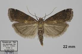 Attēlu rezultāti vaicājumam “Ortholepis betulae”