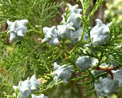Attēlu rezultāti vaicājumam “Thuja occidentalis flower”