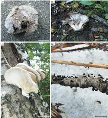 Attēlu rezultāti vaicājumam “Lamproderma pseudomaculatum”