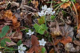 Attēlu rezultāti vaicājumam “Parnassiaceae”