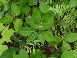 Attēlu rezultāti vaicājumam “Aegopodium podagraria leaf”