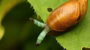 Attēlu rezultāti vaicājumam “Leucochloridium paradoxum larva”