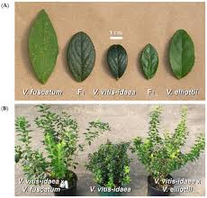 Attēlu rezultāti vaicājumam “Vaccinium vitis-idaea leaf”