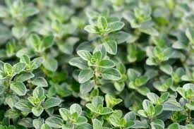 Image result for Origanum majorana