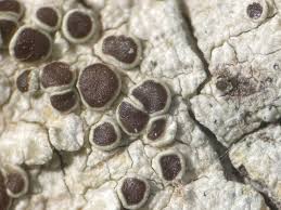 Attēlu rezultāti vaicājumam “Lecanora carpinea”