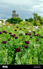 Image result for Papaver somniferum Black
