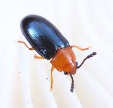 Attēlu rezultāti vaicājumam “Triplax aenea”