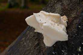 Attēlu rezultāti vaicājumam “Hericium cirrhatum”