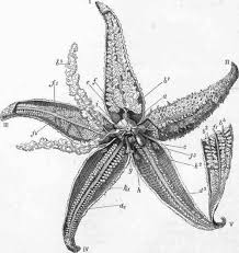Image result for Asterias rubens