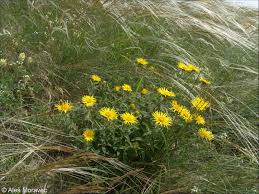Image result for Inula hirta