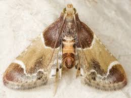 Attēlu rezultāti vaicājumam “Panolis umbra”