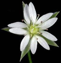 Attēlu rezultāti vaicājumam “Stellaria crassifolia leaf”