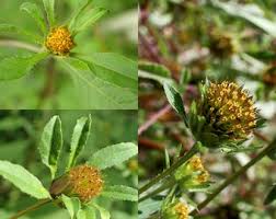 Attēlu rezultāti vaicājumam “Bidens frondosa fruit”