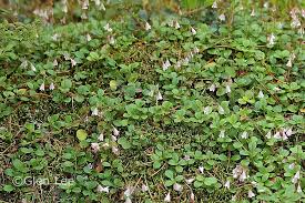 Attēlu rezultāti vaicājumam “Linnaea borealis leaf”