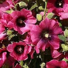 Image result for Alcea rosea `Appleblossom`