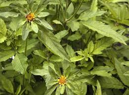 Attēlu rezultāti vaicājumam “Bidens frondosa flower”