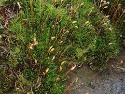 Attēlu rezultāti vaicājumam “Distichium capillaceum”