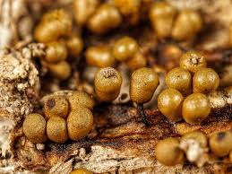 Attēlu rezultāti vaicājumam “Trichia varia”