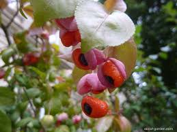 Attēlu rezultāti vaicājumam “Euonymus verrucosus fruit”