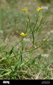 Attēlu rezultāti vaicājumam “Ranunculus flammula leaf”