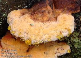 Attēlu rezultāti vaicājumam “Gloeophyllum odoratum”