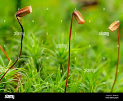 Attēlu rezultāti vaicājumam “Campylium stellatum sporophyte”