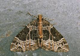 Attēlu rezultāti vaicājumam “Ecliptopera silaceata”